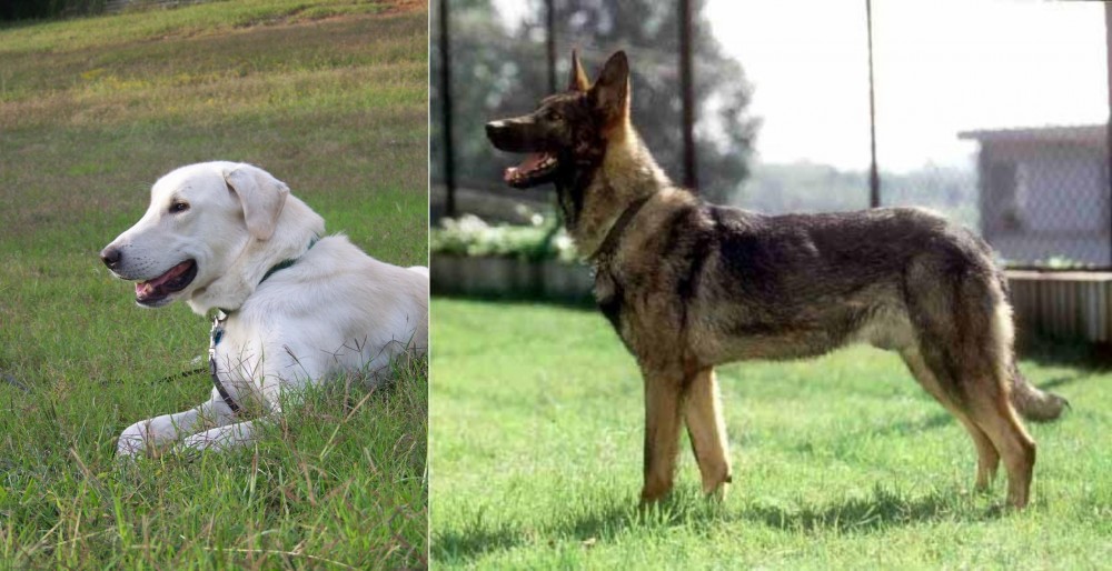 Kunming Dog vs Akbash Dog - Breed Comparison
