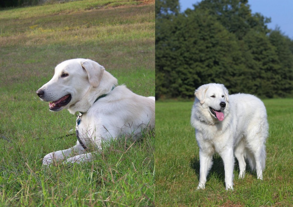Kuvasz vs Akbash Dog - Breed Comparison