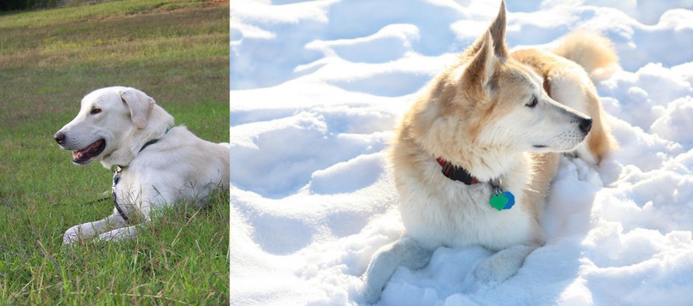 Labrador Husky vs Akbash Dog - Breed Comparison