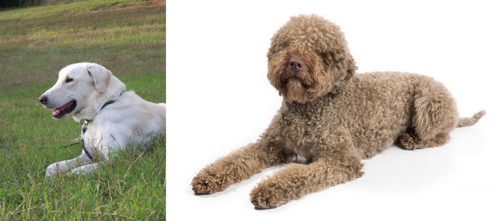 Lagotto Romagnolo vs Akbash Dog - Breed Comparison