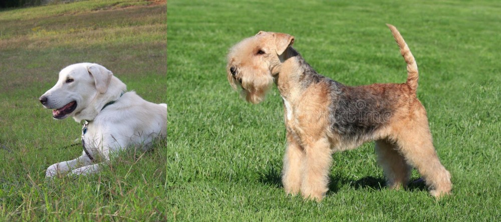 Lakeland Terrier vs Akbash Dog - Breed Comparison