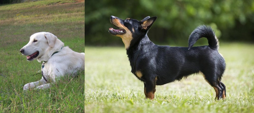 Lancashire Heeler vs Akbash Dog - Breed Comparison