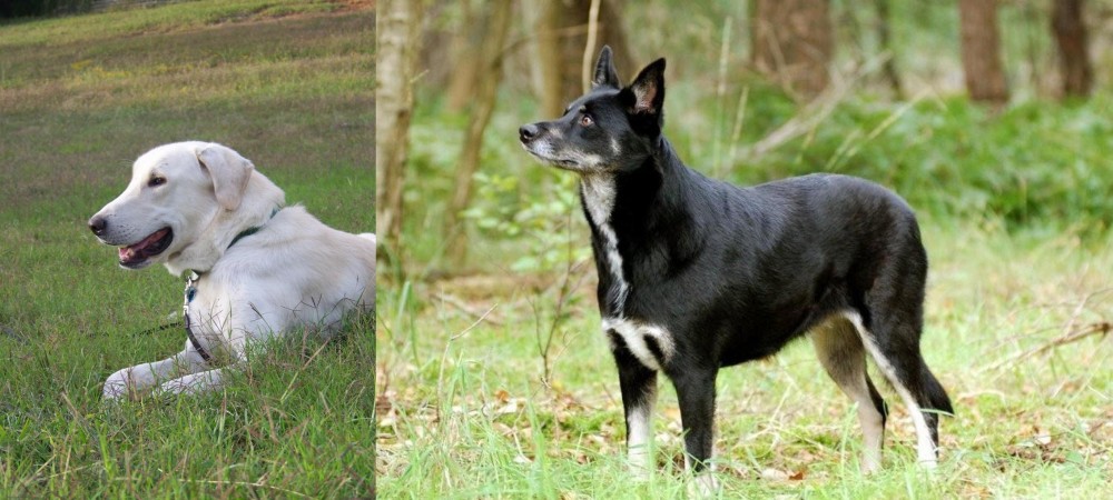 Lapponian Herder vs Akbash Dog - Breed Comparison