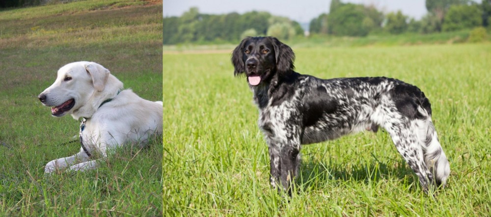 Large Munsterlander vs Akbash Dog - Breed Comparison