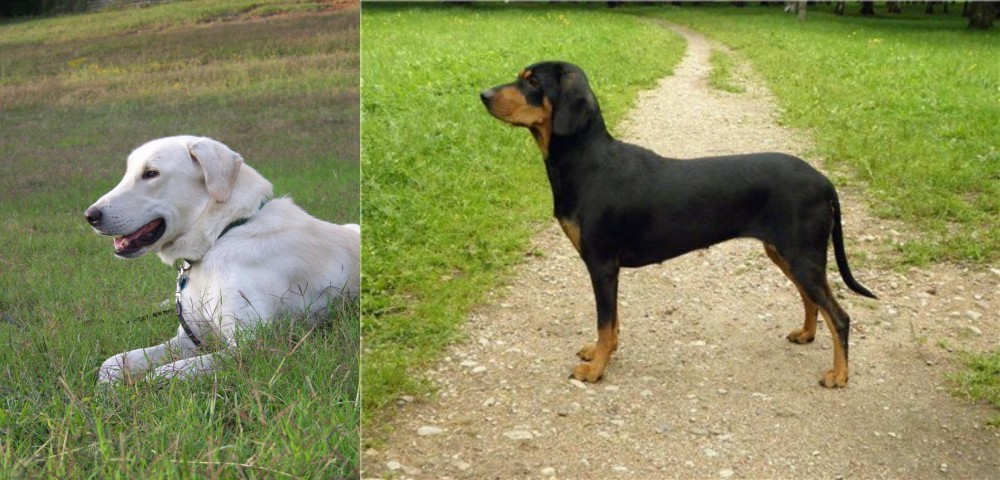 Latvian Hound vs Akbash Dog - Breed Comparison