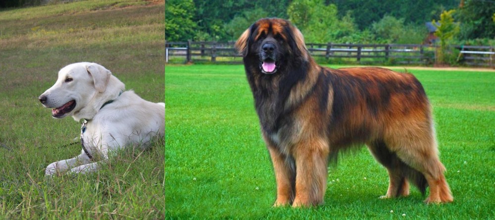 Leonberger vs Akbash Dog - Breed Comparison