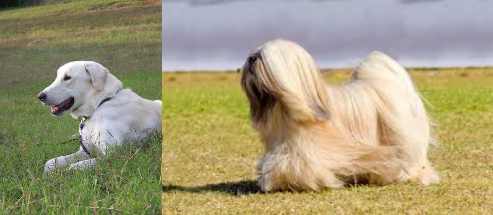 Lhasa Apso vs Akbash Dog - Breed Comparison