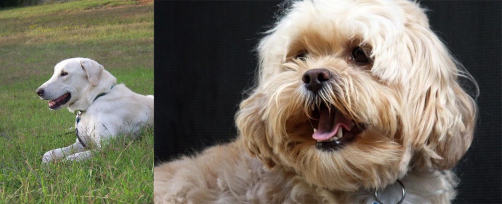 Lhasapoo vs Akbash Dog - Breed Comparison