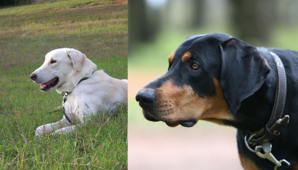 Lithuanian Hound vs Akbash Dog - Breed Comparison