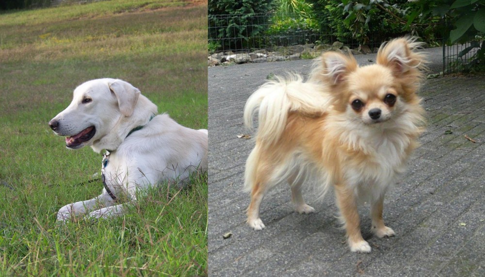 Long Haired Chihuahua vs Akbash Dog - Breed Comparison