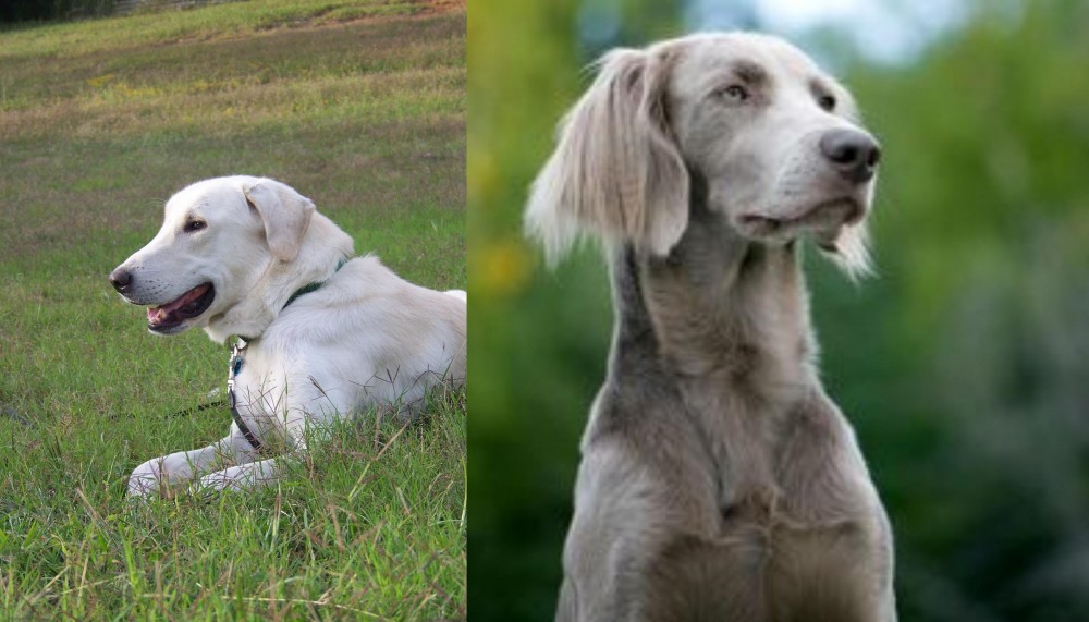 Longhaired Weimaraner vs Akbash Dog - Breed Comparison