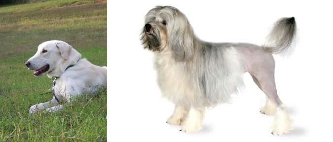 Lowchen vs Akbash Dog - Breed Comparison