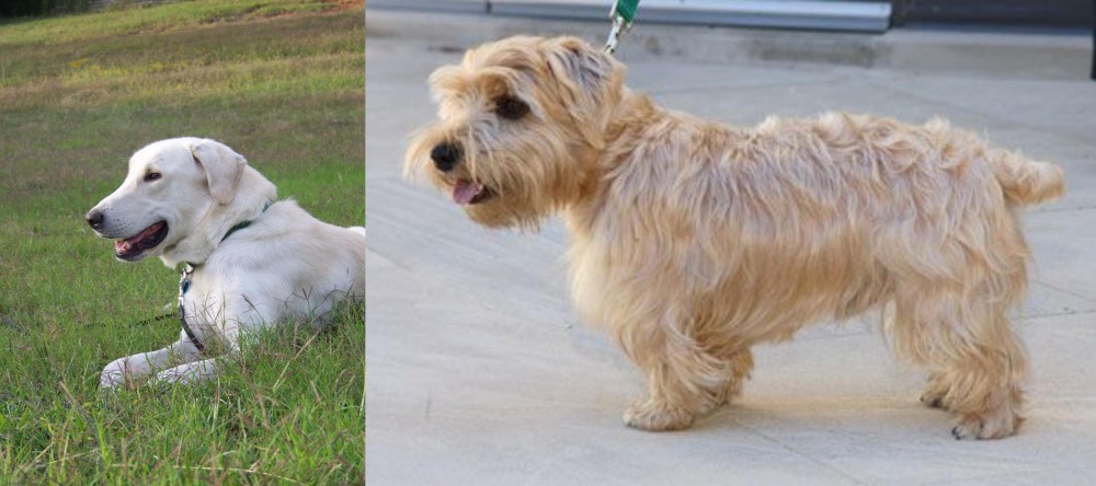 Lucas Terrier vs Akbash Dog - Breed Comparison