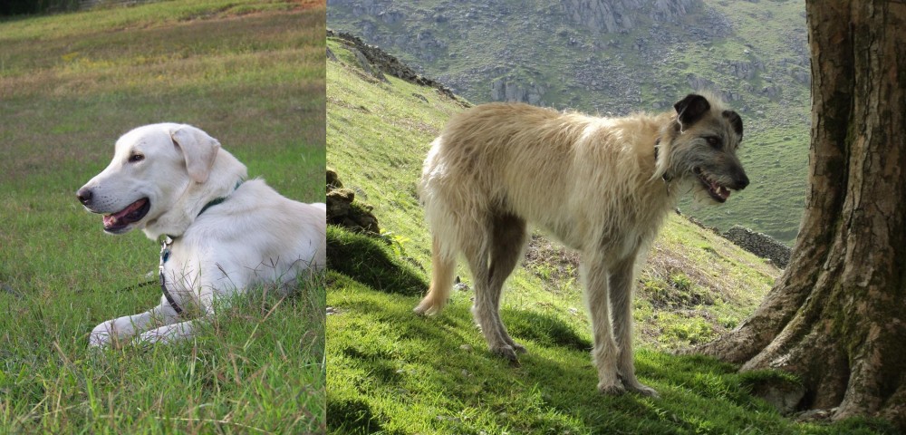 Lurcher vs Akbash Dog - Breed Comparison