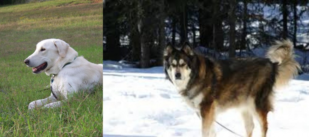 Mackenzie River Husky vs Akbash Dog - Breed Comparison