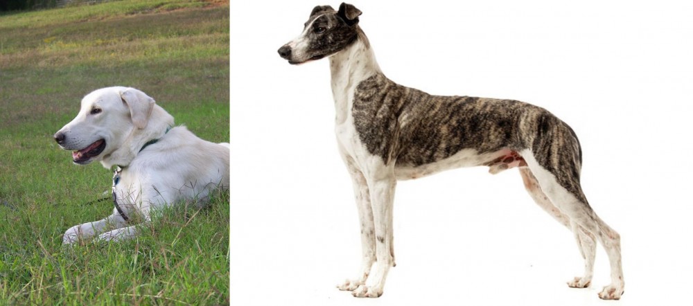 Magyar Agar vs Akbash Dog - Breed Comparison