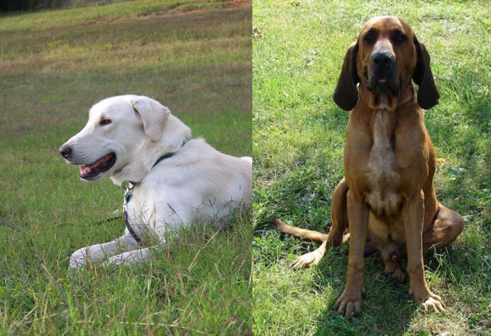 Majestic Tree Hound vs Akbash Dog - Breed Comparison