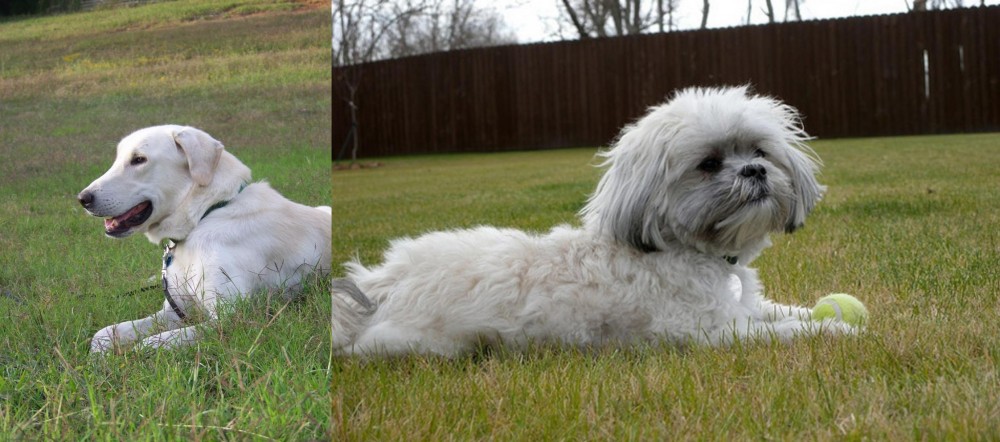 Mal-Shi vs Akbash Dog - Breed Comparison