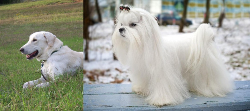Maltese vs Akbash Dog - Breed Comparison