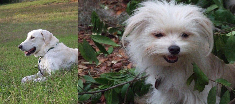 Malti-Pom vs Akbash Dog - Breed Comparison