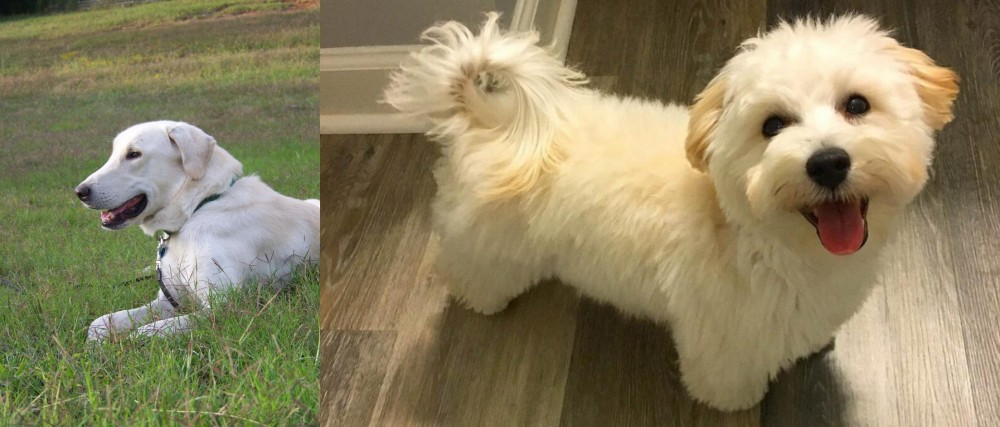 Maltipoo vs Akbash Dog - Breed Comparison
