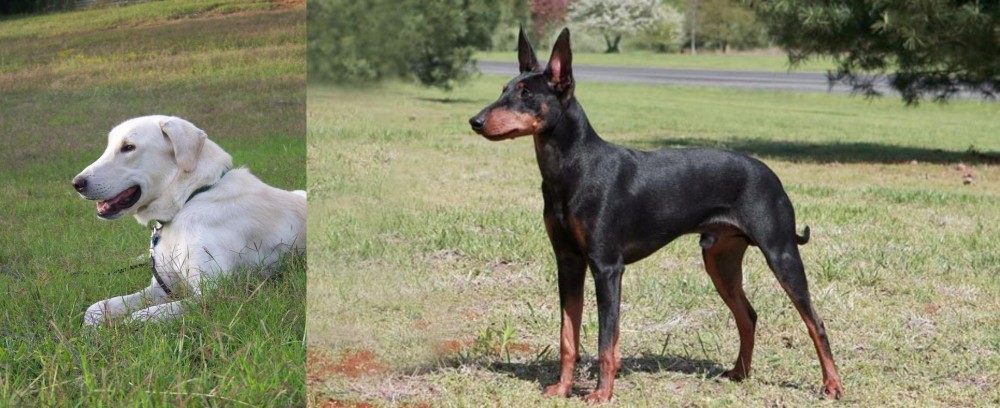 Manchester Terrier vs Akbash Dog - Breed Comparison