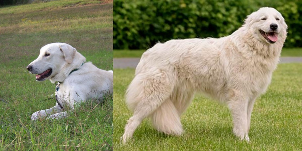 Maremma Sheepdog vs Akbash Dog - Breed Comparison