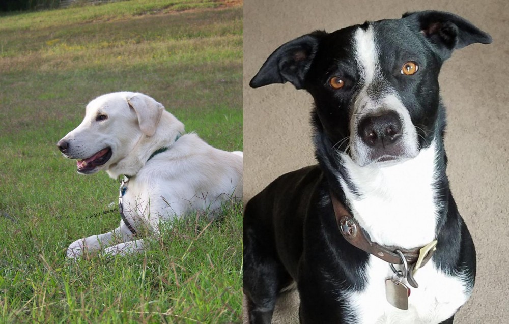 McNab vs Akbash Dog - Breed Comparison