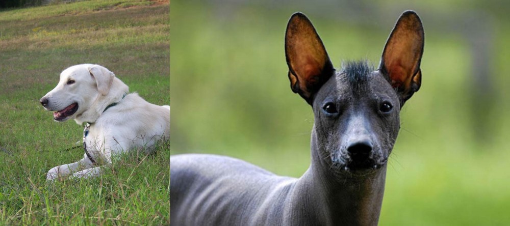 Mexican Hairless vs Akbash Dog - Breed Comparison