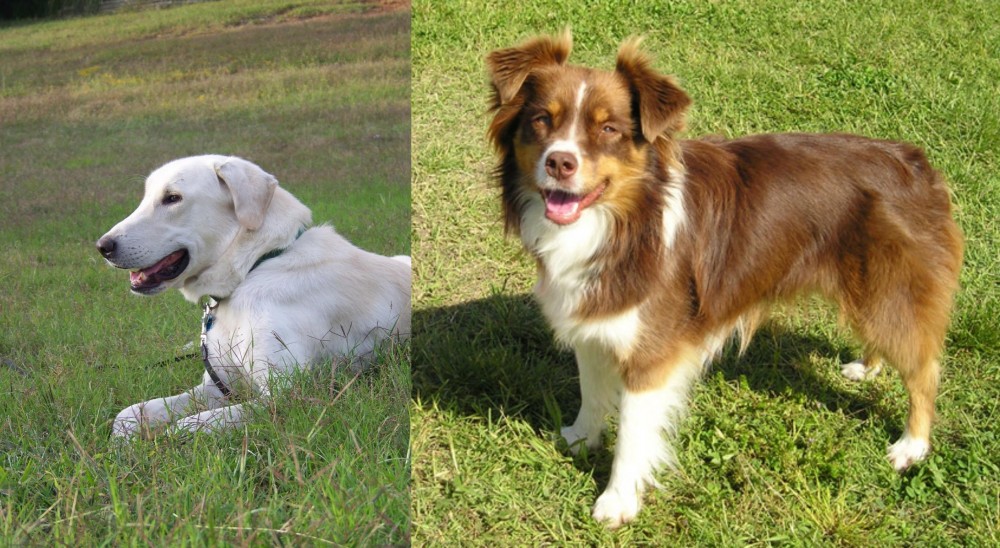 Miniature Australian Shepherd vs Akbash Dog - Breed Comparison