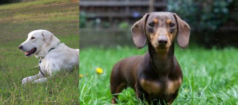 Miniature Dachshund vs Akbash Dog - Breed Comparison