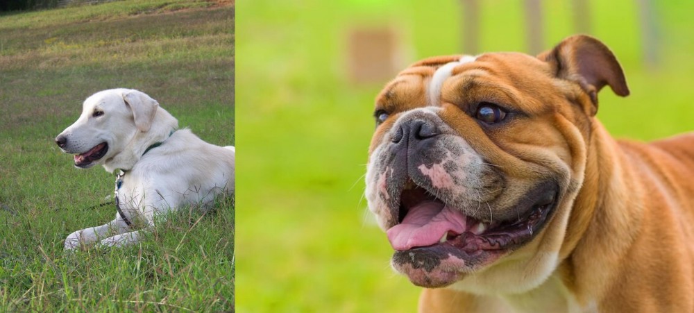 Miniature English Bulldog vs Akbash Dog - Breed Comparison