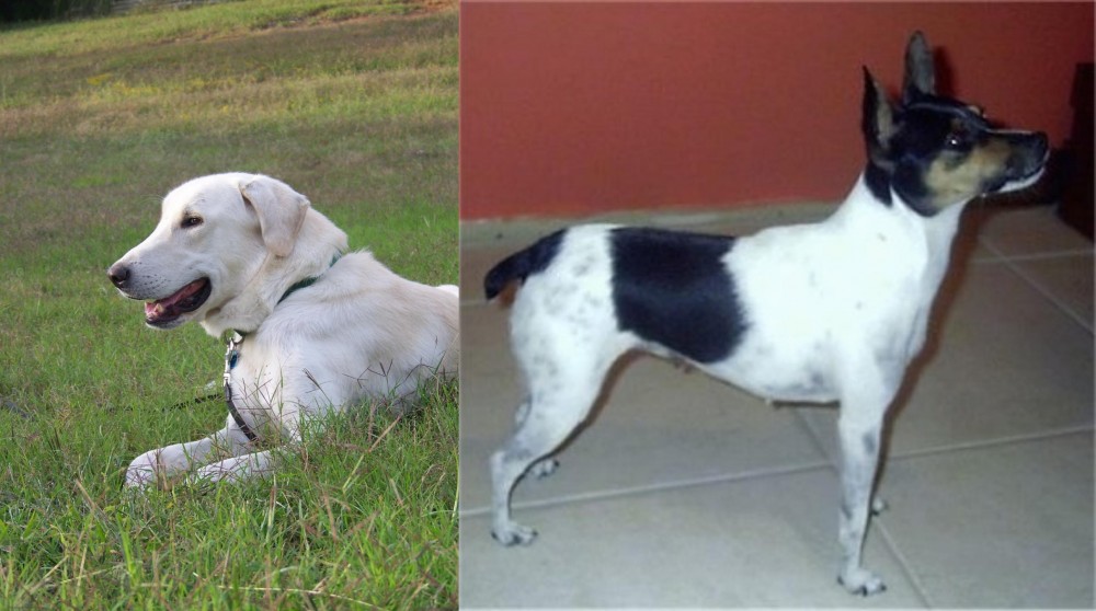 Miniature Fox Terrier vs Akbash Dog - Breed Comparison
