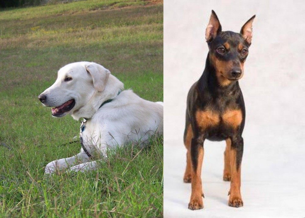 Miniature Pinscher vs Akbash Dog - Breed Comparison