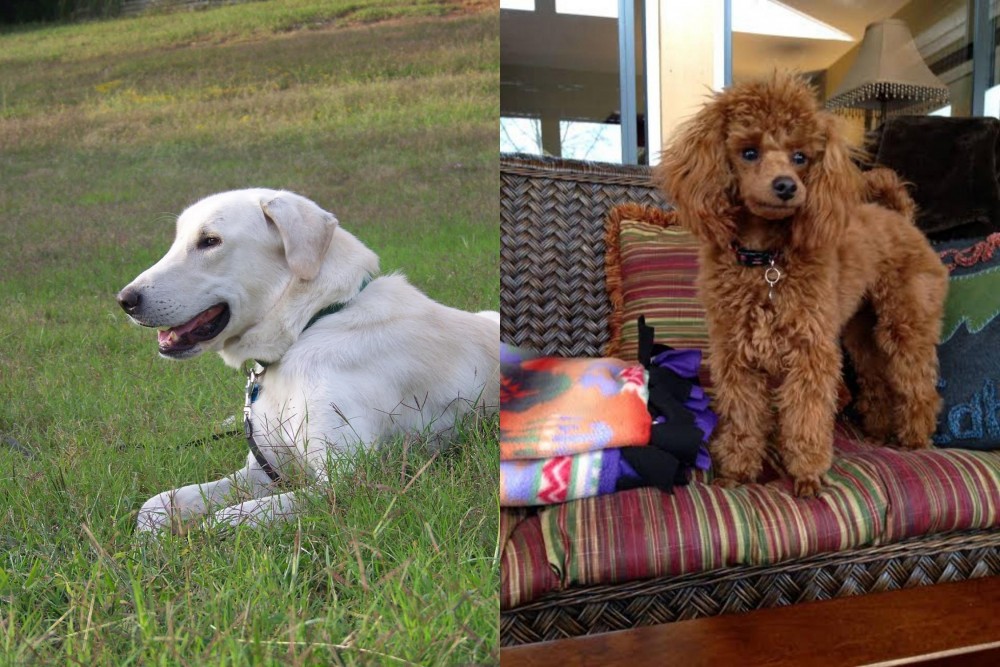 Miniature Poodle vs Akbash Dog - Breed Comparison