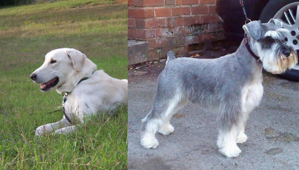 Miniature Schnauzer vs Akbash Dog - Breed Comparison