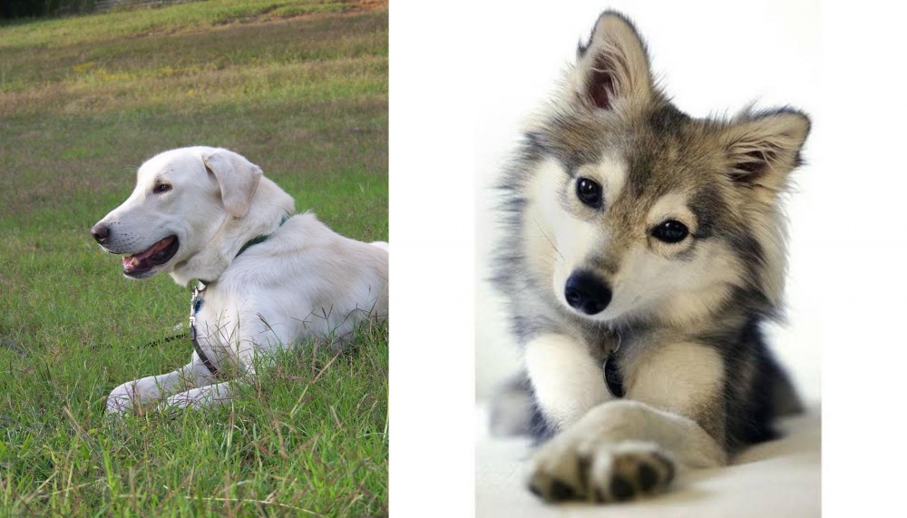 Miniature Siberian Husky vs Akbash Dog - Breed Comparison