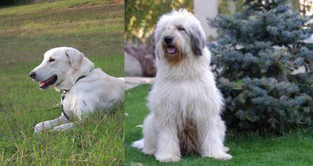 Mioritic Sheepdog vs Akbash Dog - Breed Comparison
