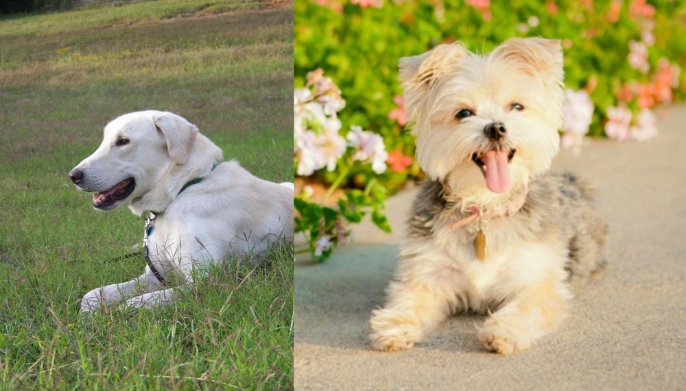 Morkie vs Akbash Dog - Breed Comparison