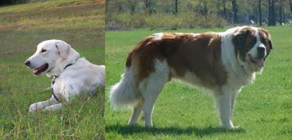 Moscow Watchdog vs Akbash Dog - Breed Comparison