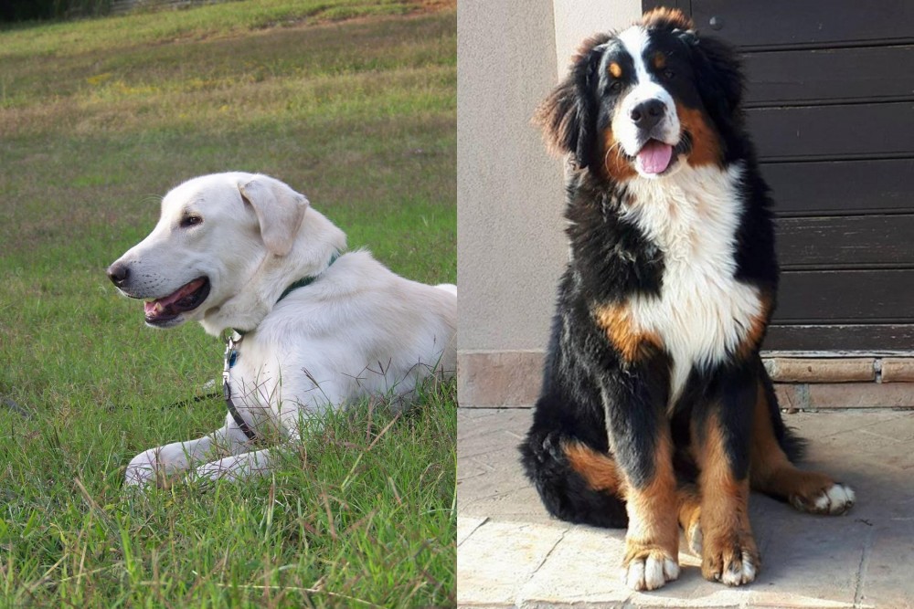 Mountain Burmese vs Akbash Dog - Breed Comparison