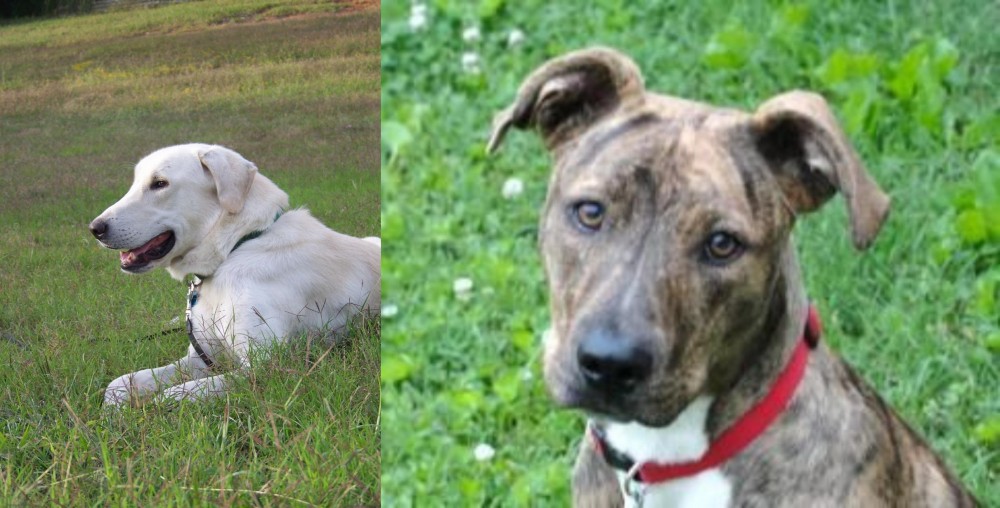 Mountain Cur vs Akbash Dog - Breed Comparison