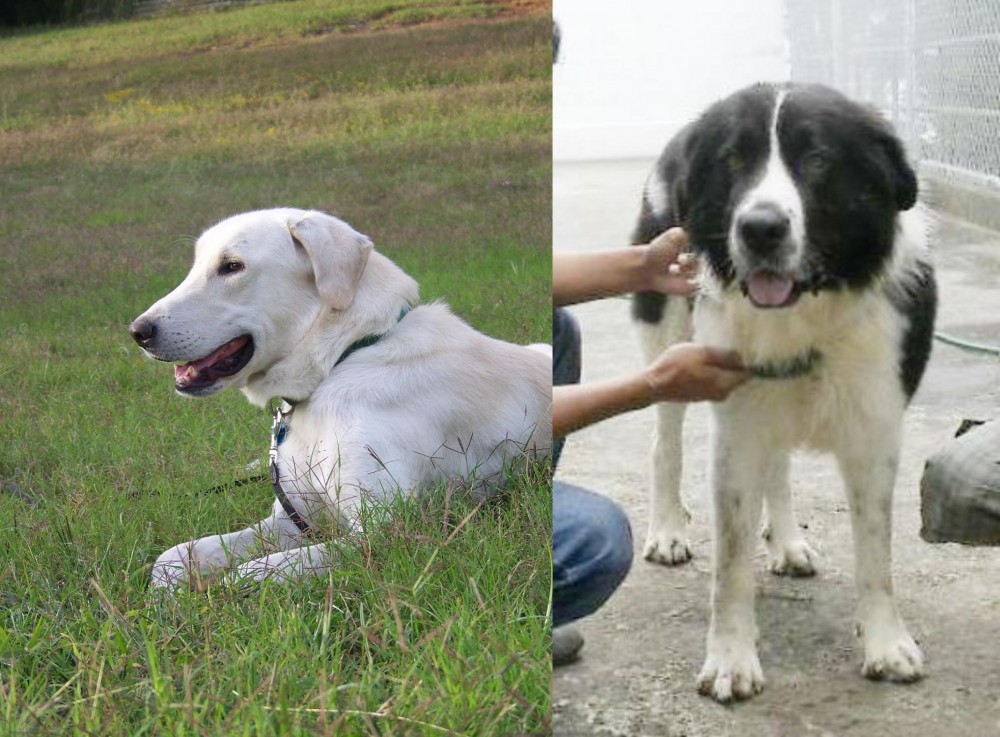 Mucuchies vs Akbash Dog - Breed Comparison