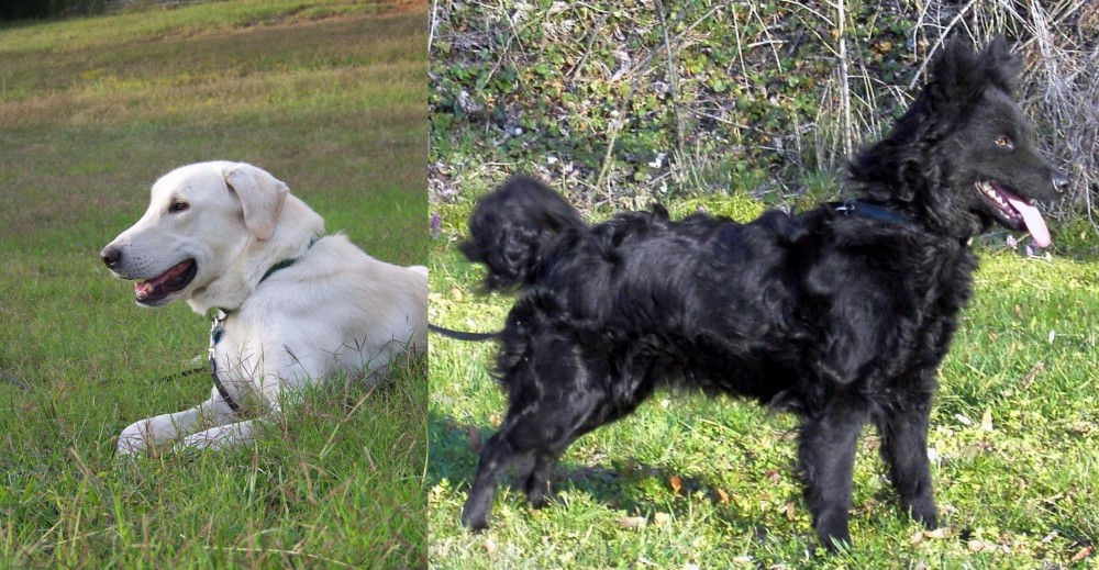 Mudi vs Akbash Dog - Breed Comparison