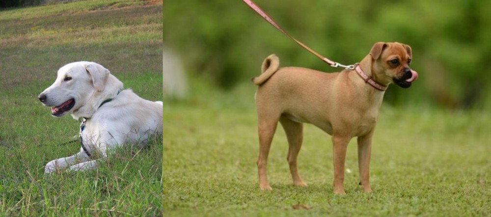 Muggin vs Akbash Dog - Breed Comparison