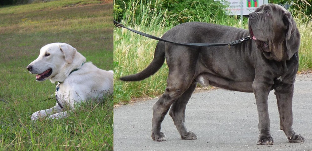 Neapolitan Mastiff vs Akbash Dog - Breed Comparison