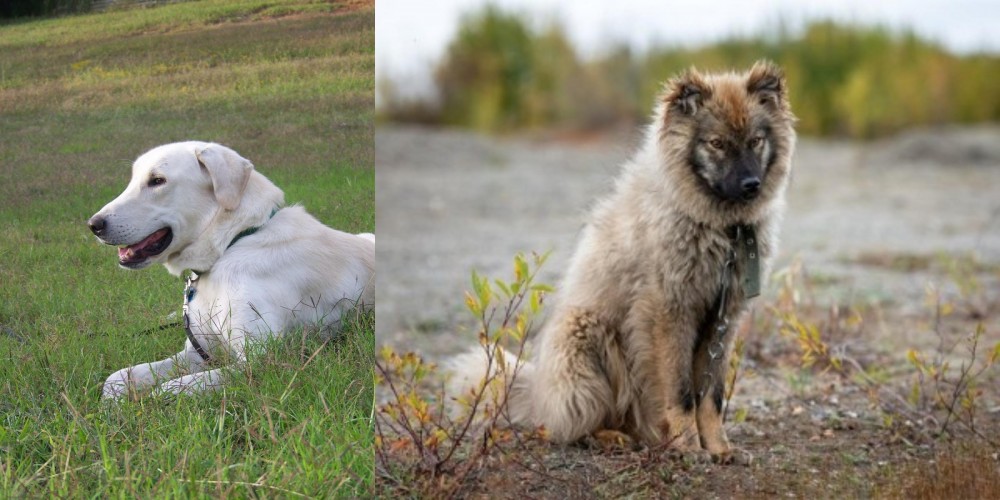 Nenets Herding Laika vs Akbash Dog - Breed Comparison