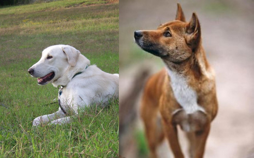 New Guinea Singing Dog vs Akbash Dog - Breed Comparison