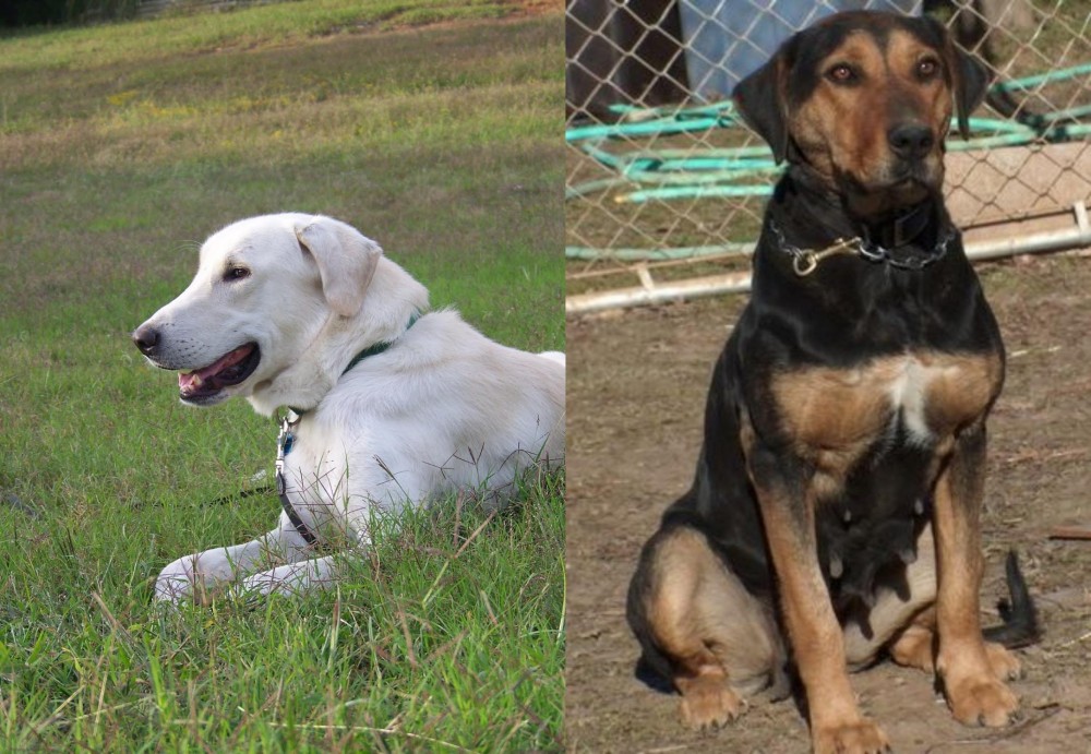 New Zealand Huntaway vs Akbash Dog - Breed Comparison