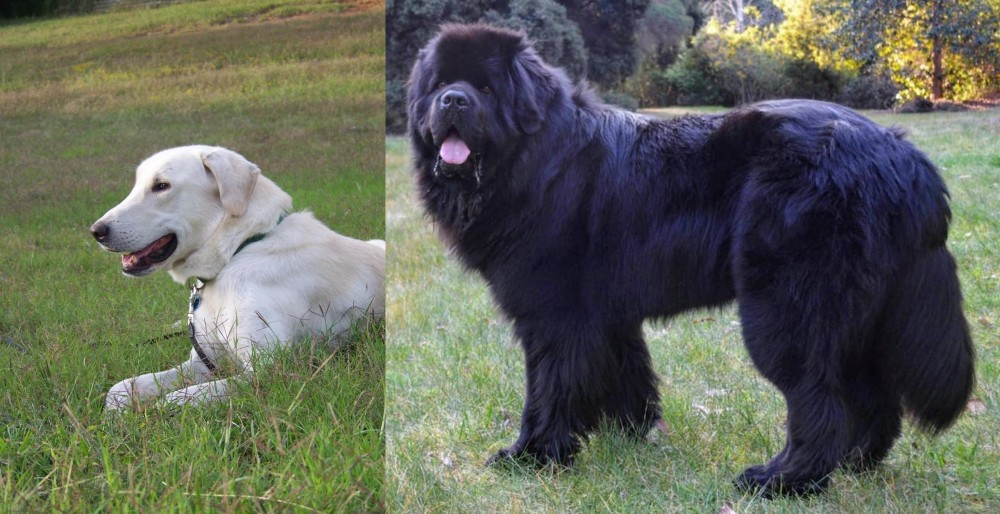 Newfoundland Dog vs Akbash Dog - Breed Comparison